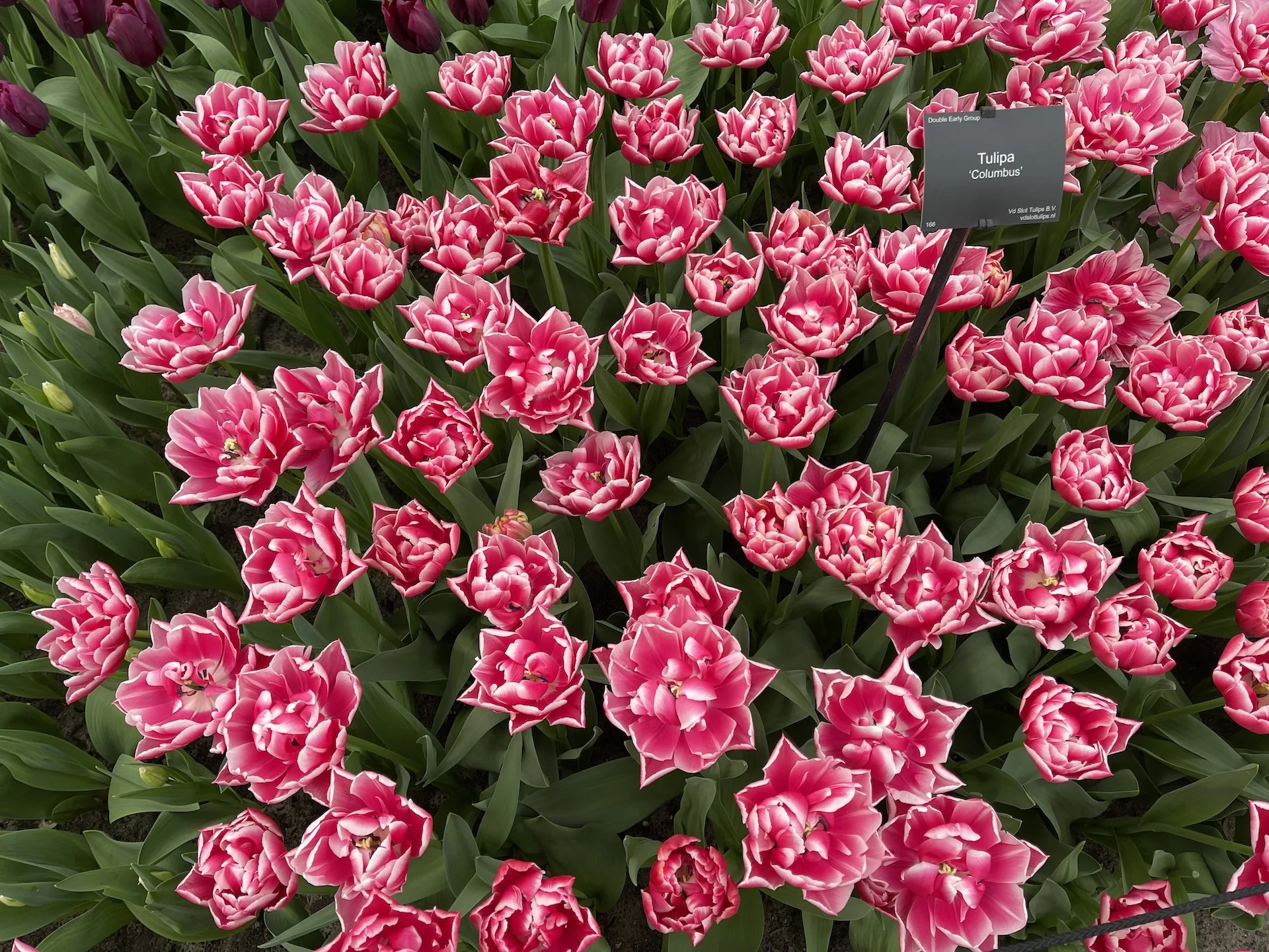 Flor6