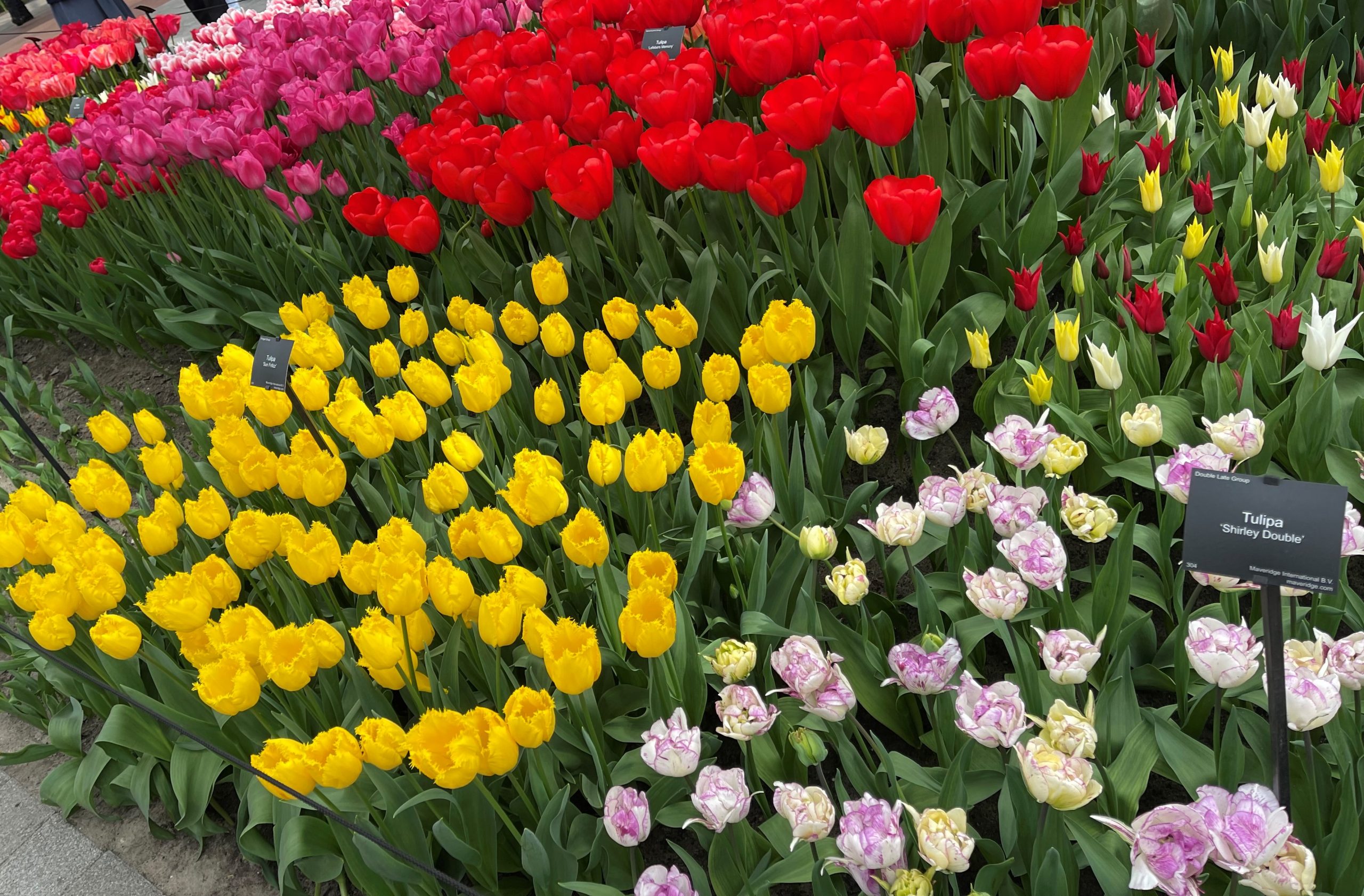 Flores — Alergias Oculares