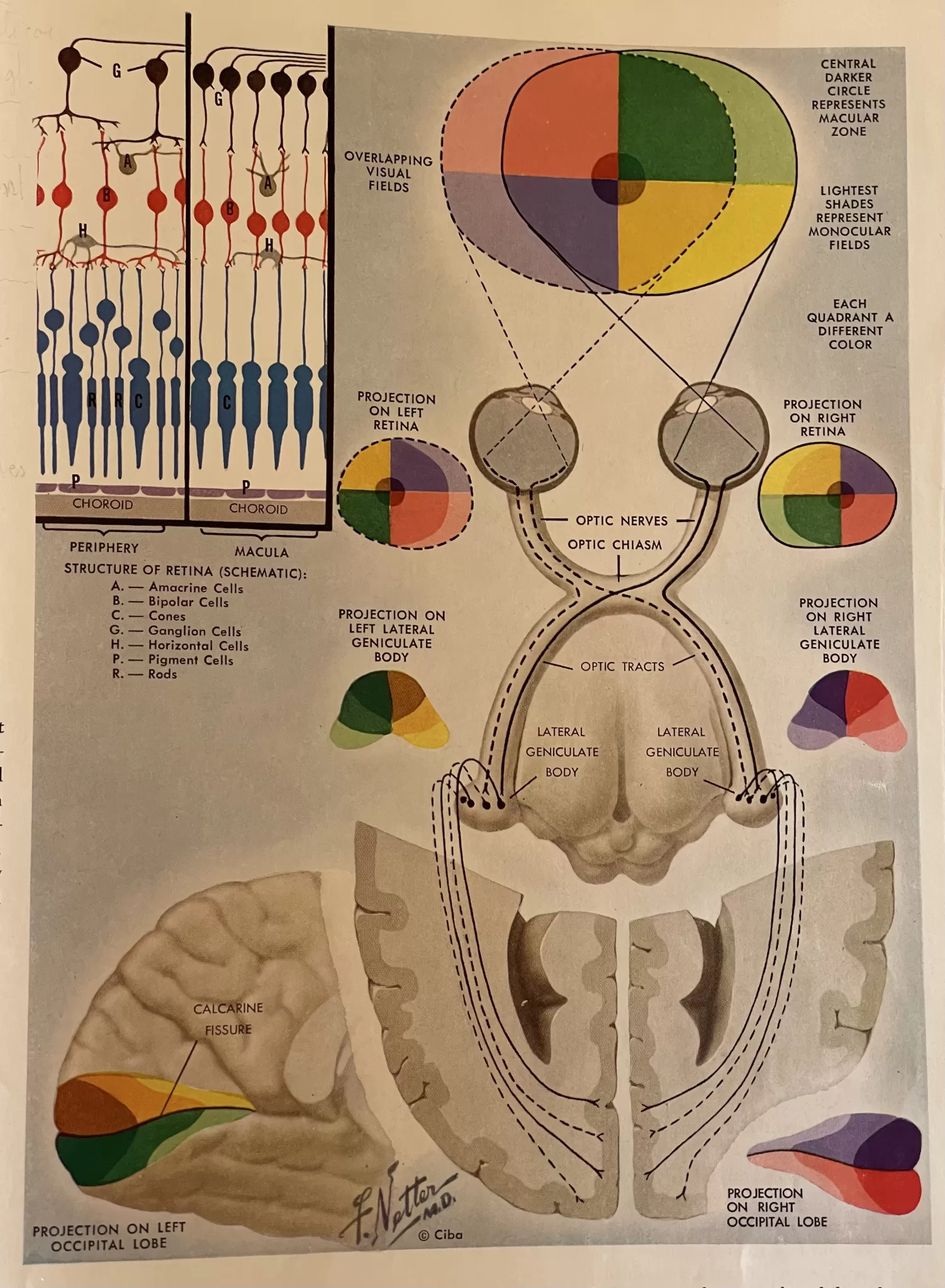Figura 5 Trato Visual